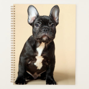 Agenda Frenchie Puppy