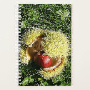 Agenda Fruto de castaño caído en una cáscara.