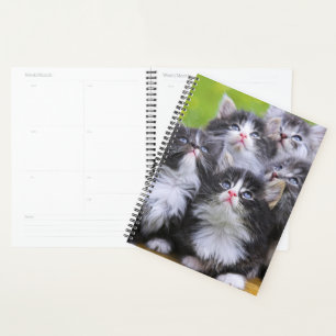 Agenda Gatitos