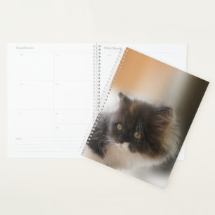 Agenda Gato de corte