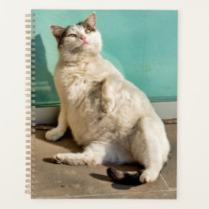Agenda Gato preñado 