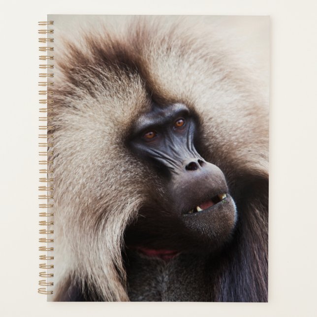 Agenda Gelada Baboon, Etiopía (Anverso)