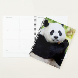 Agenda Giant Panda Sitting