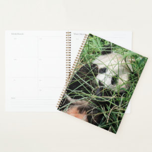 Agenda Gigante Panda Escondiéndose En La Hierba
