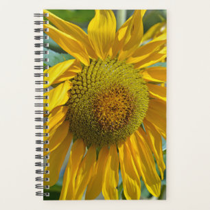 Agenda Giro de verano