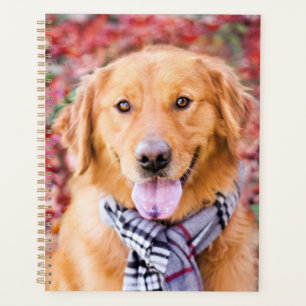 Agenda Golden Retriever In Scarf
