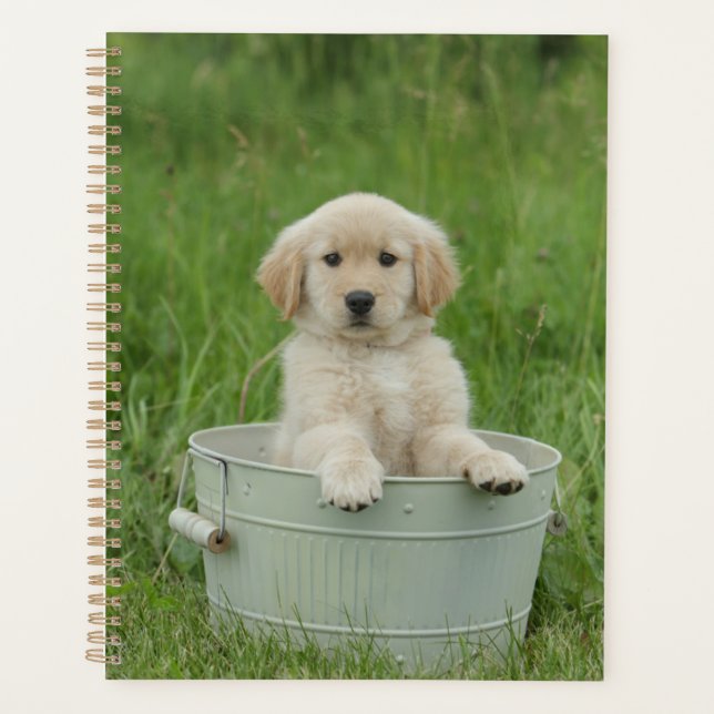 Agenda Golden Retriever In Wash Basil (Anverso)