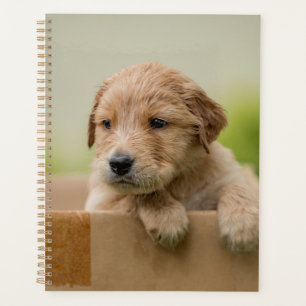 Agenda Golden Retriever Puppy en caja