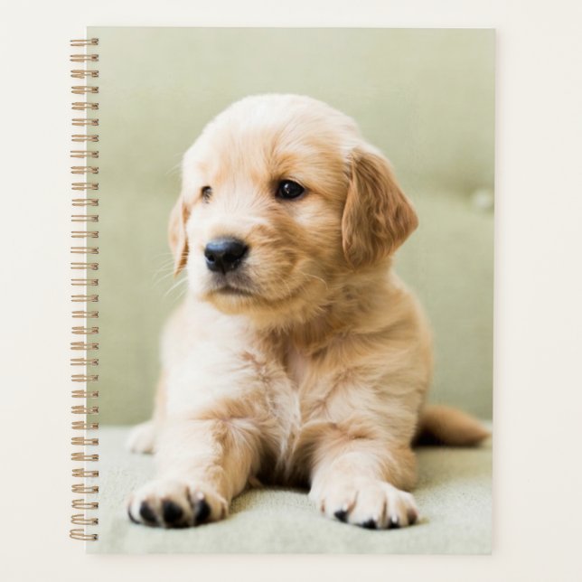 Agenda Golden Retriever Puppy on Couch (Anverso)