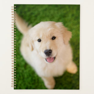 Agenda Golden Retriever Puppy on Grass