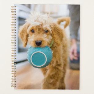 Agenda Goldendoodle Carporting Dinner Bowl