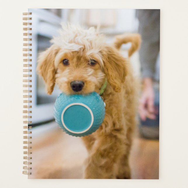Agenda Goldendoodle Carporting Dinner Bowl (Anverso)