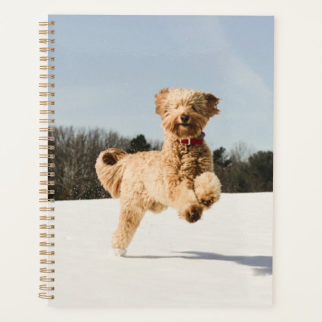 Agenda Goldendoodle corriendo por el campo (Anverso)