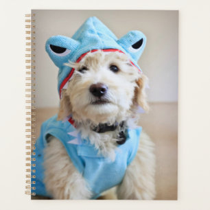 Agenda Goldendoodle En Traje De Tiburón