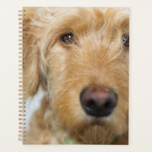 Agenda Goldendoodle Puppy Closeup