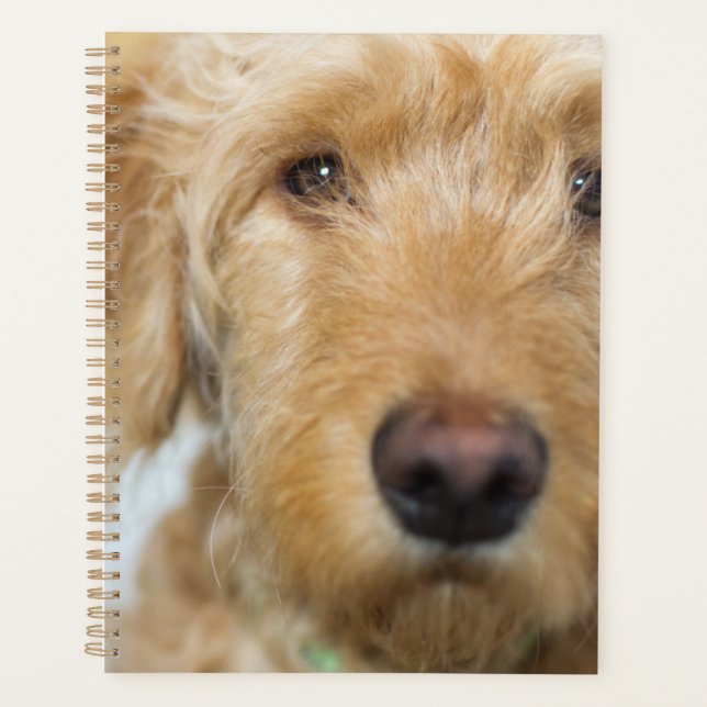 Agenda Goldendoodle Puppy Closeup (Anverso)
