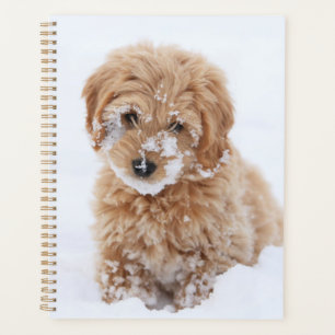Agenda Goldendoodle Puppy Con Nieve En La Cara