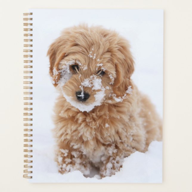 Agenda Goldendoodle Puppy Con Nieve En La Cara (Anverso)