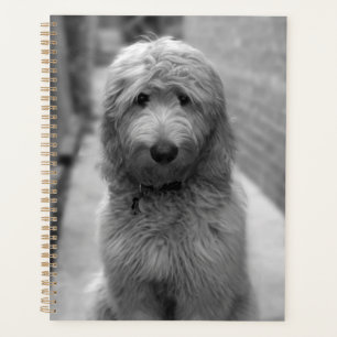 Agenda Goldendoodle Puppy En El Patio Trasero