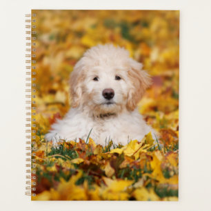 Agenda Goldendoodle Puppy En Hojas Caídas