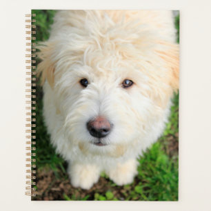 Agenda Goldendoodle Puppy Mirando La Cámara