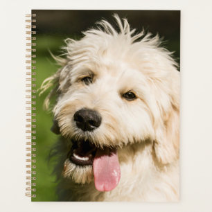 Agenda Goldendoodle Puppy Panting