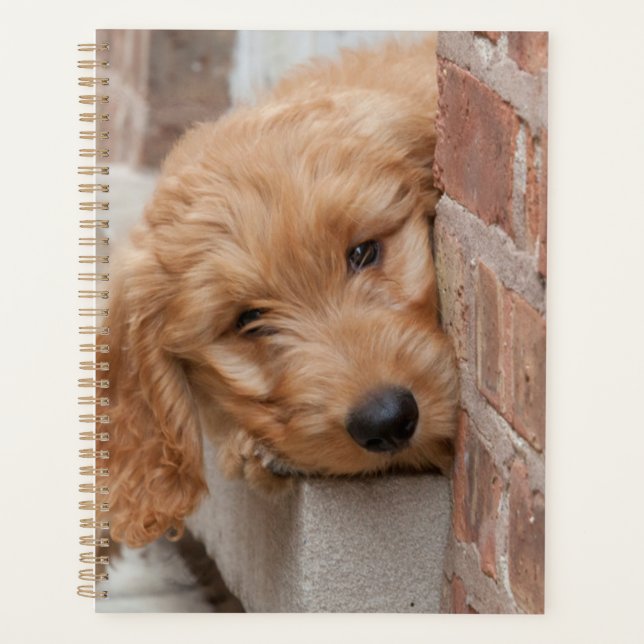 Agenda Goldendoodle Puppy Peeking (Anverso)