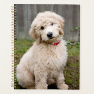 Agenda Goldendoodle Puppy Sits En Grasa