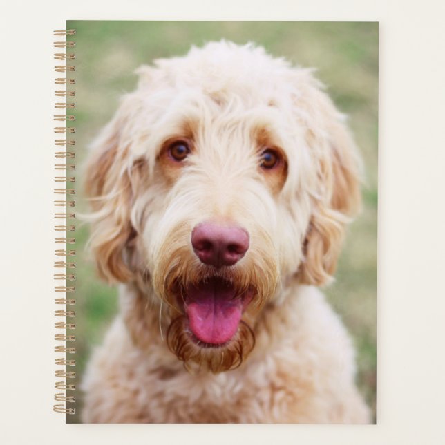 Agenda Goldendoodle Smiling (Anverso)
