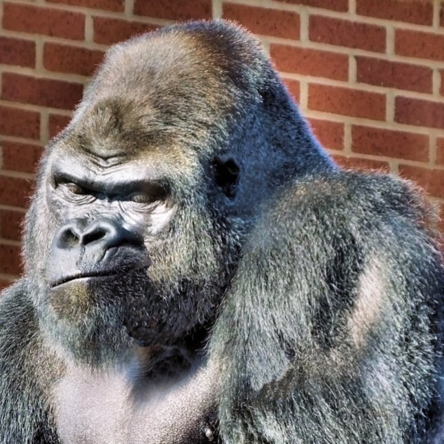AGENDA GORILLA (A photographic design of a cute thoughtful gorilla.)