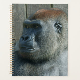 Agenda Gorilla Lope y Shufai