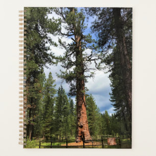 Agenda Gran Árbol Rojo, La Pine, O