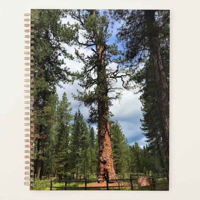 Agenda Gran Árbol Rojo, La Pine, O (Anverso)