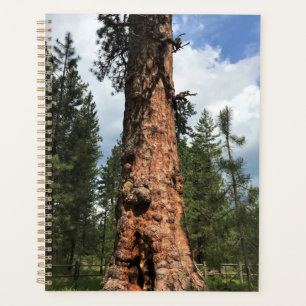 Agenda Gran Árbol Rojo, La Pine, O
