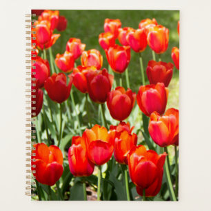 Agenda Gran campo de tulipanes rojos