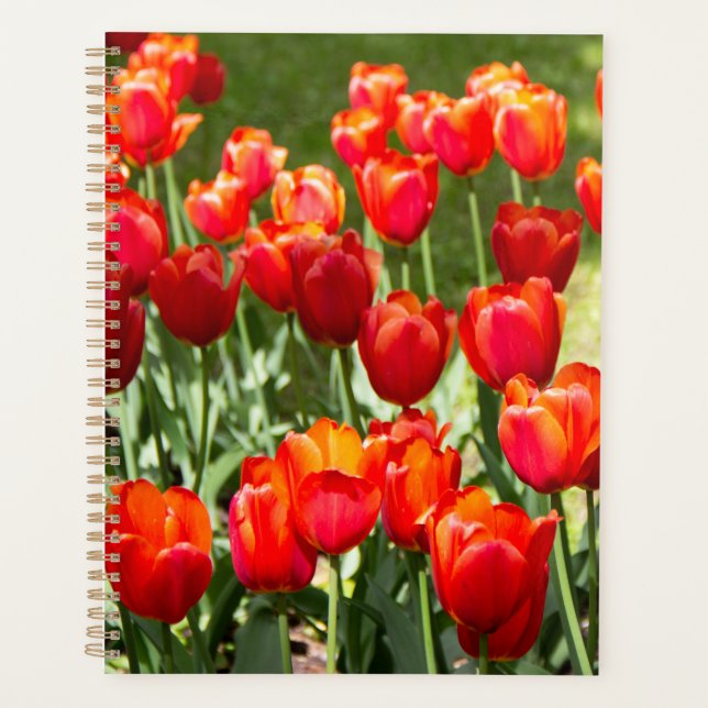 Agenda Gran campo de tulipanes rojos (Anverso)