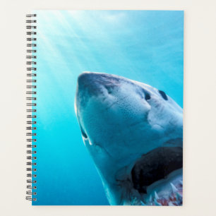 Agenda Gran Tiburón Blanco   Sudáfrica