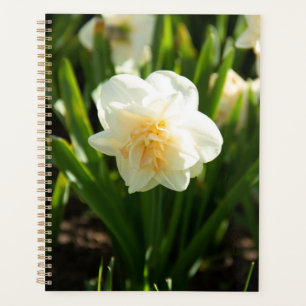 Agenda Grandes narcisos blancos en un día de primavera