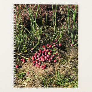 Agenda Granja de Cranberry, Long Beach, Washington