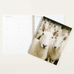 Agenda Granjas Manada de ovejas