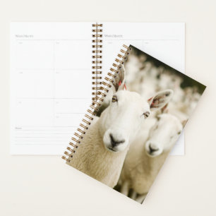 Agenda Granjas Manada de ovejas