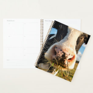 Agenda Granjas   Mascado de vacas de Holstein