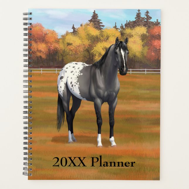 Agenda Gray Grulla Appaloosa Quarter Stallion (Anverso)