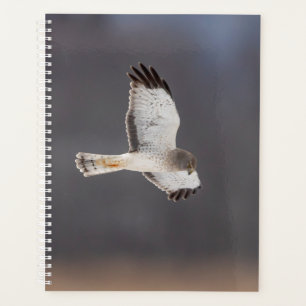 Agenda Halcón Harrier de 2024