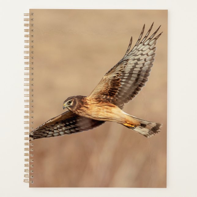 Agenda Halcón Harrier de 2024 (Anverso)