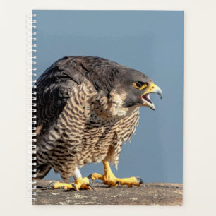 Agenda Halcón Peregrino 2024