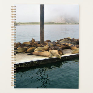 Agenda Harbour Seals, Morro Bay, California