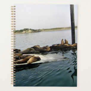 Agenda Harbour Seals, Morro Bay, California