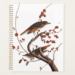 Agenda Hermit Thrush Audubon Bird con Berries Rojas