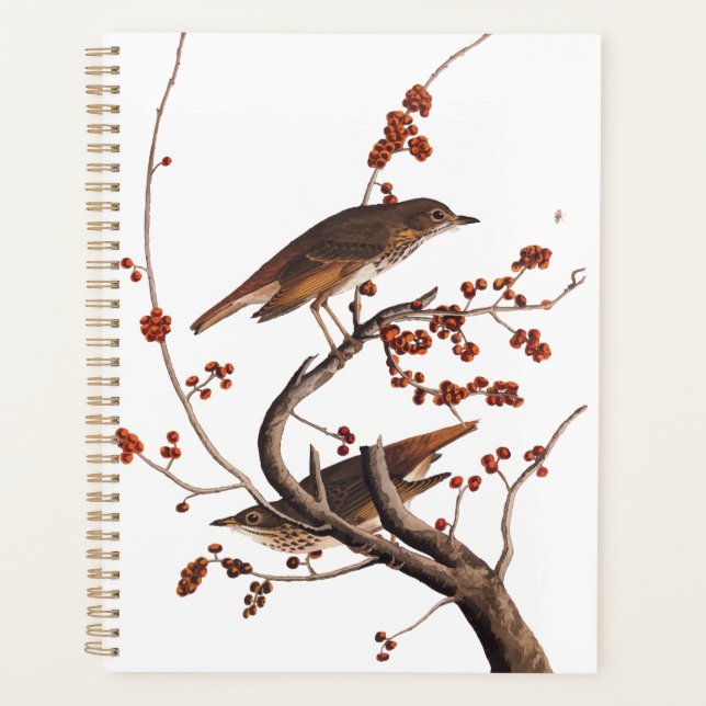 Agenda Hermit Thrush Audubon Bird con Berries Rojas (Anverso)